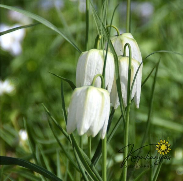 Kungsängslilja Vit Kungsängslilja Vit